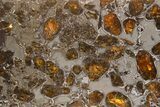 Polished Gyarub Zangbo Pallasite Meteorite ( g) Slice #301051-1